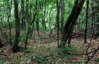 , Sângeorgiu De Meseş, Dealu Prislop 3<br /><a href='http://foto.cimec.ro/RAN/i1/E7AA74682E874BC1AE1728C06024EFA4.jpg' target=_blank>Display the same picture in a new window</a>. Author: Muzeul Național de Istorie a Transilvaniei. Source: „LIMES. Frontiers of the Roman Empire - Dacia”. Components parts, vol 1 (Nomination for inscription on the World Heritage List), 2023., Sângeorgiu De Meseş, Dealu Prislop 3<br /><a href='http://foto.cimec.ro/RAN/i1/13A7F3F7AE2F4054A0AD4677E3AA28AA.jpg' target=_blank>Display the same picture in a new window</a>. Author: Radu Zăgreanu. Source: „LIMES. Frontiers of the Roman Empire - Dacia”. Components parts, vol 1 (Nomination for inscription on the World Heritage List), 2023.