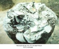 Chronicle of the Archaeological Excavations in Romania, 2003 Campaign. Report no. 147, Polocin, Islaz<br /><a href='http://foto.cimec.ro/cronica/2003/147/Polocin-Izvor-19.JPG' target=_blank>Display the same picture in a new window</a>