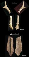 Chronicle of the Archaeological Excavations in Romania, 2004 Campaign. Report no. 215, Şeuşa, Gorgan<br /><a href='http://foto.cimec.ro/cronica/2004/215/rsz-13.jpg' target=_blank>Display the same picture in a new window</a>