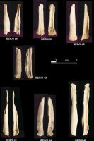 Chronicle of the Archaeological Excavations in Romania, 2004 Campaign. Report no. 215, Şeuşa, Gorgan<br /><a href='http://foto.cimec.ro/cronica/2004/215/rsz-16.jpg' target=_blank>Display the same picture in a new window</a>