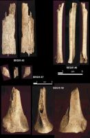 Chronicle of the Archaeological Excavations in Romania, 2004 Campaign. Report no. 215, Şeuşa, Gorgan<br /><a href='http://foto.cimec.ro/cronica/2004/215/rsz-17.jpg' target=_blank>Display the same picture in a new window</a>