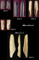 Chronicle of the Archaeological Excavations in Romania, 2004 Campaign. Report no. 215, Şeuşa, Gorgan<br /><a href='http://foto.cimec.ro/cronica/2004/215/rsz-18.jpg' target=_blank>Display the same picture in a new window</a>