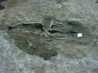 Cronica Cercetărilor Arheologice din România, Campania 2004. Raportul nr. 238, Vaslui<br /><a href='http://foto.cimec.ro/cronica/2004/238/rsz-19.jpg' target=_blank>Priveşte aceeaşi imagine într-o fereastră nouă</a>