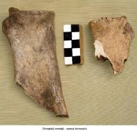 Cronica Cercetărilor Arheologice din România, Campania 2006. Raportul nr. 124, Nicoreşti<br /><a href='http://foto.cimec.ro/cronica/2006/124/rsz-53.jpg' target=_blank>Priveşte aceeaşi imagine într-o fereastră nouă</a>