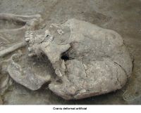 Cronica Cercetărilor Arheologice din România, Campania 2006. Raportul nr. 173