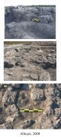 Chronicle of the Archaeological Excavations in Romania, 2008 Campaign. Report no. 5, Albeşti, La Cetate<br /><a href='http://foto.cimec.ro/cronica/2008/005/plansa-3.jpg' target=_blank>Display the same picture in a new window</a>
