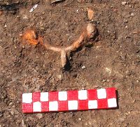Chronicle of the Archaeological Excavations in Romania, 2008 Campaign. Report no. 25, Craiva, Piatra Craivii<br /><a href='http://foto.cimec.ro/cronica/2008/025/6-s-iv-pinten-din-fier-in-situ.jpg' target=_blank>Display the same picture in a new window</a>