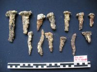 Chronicle of the Archaeological Excavations in Romania, 2011 Campaign. Report no. 30, Hârşova, La Cetate<br /><a href='http://foto.cimec.ro/cronica/2011/030/13-Piroane-din-fier-de-pe-nivelul-pavajului.jpg' target=_blank>Display the same picture in a new window</a>