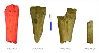 Chronicle of the Archaeological Excavations in Romania, 2017 Campaign. Report no. 44, Negrileşti, Şcoala Generală (La Punte, Pin, Curtea Şcolii).<br /> Sector Planse.<br /><a href='http://foto.cimec.ro/cronica/2017/01-Cercetari-sistematice/044-Negrilesti-jud-Galati-IMDA-17sist/ngs-fig-6.jpg' target=_blank>Display the same picture in a new window</a>