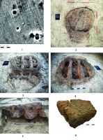 Chronicle of the Archaeological Excavations in Romania, 2020 Campaign. Report no. 113, Ştefăneşti, Hulboca<br /><a href='http://foto.cimec.ro/cronica/2020/03-Diagnostic/113-stefanesti/1.jpg' target=_blank>Display the same picture in a new window</a>